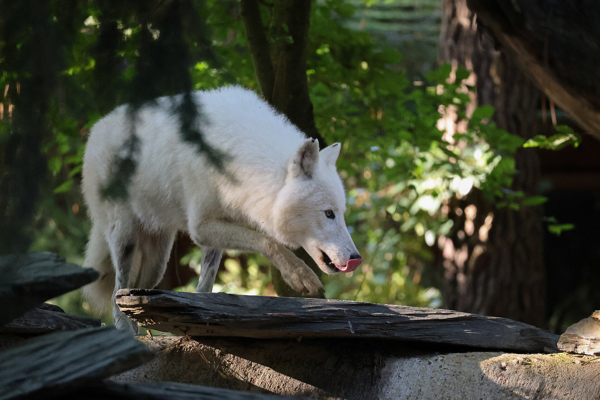 Loup blanc de l'Arctique