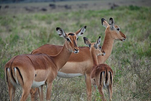 Antilope impala