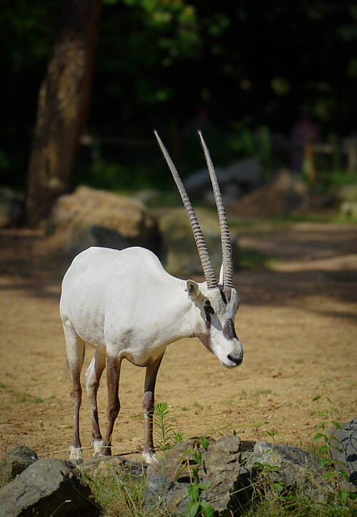 Oryx d’Arabie