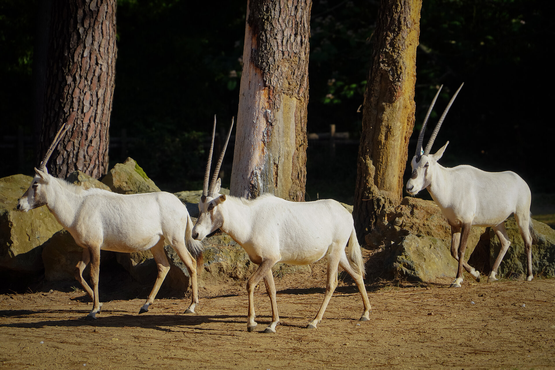 Oryx d’Arabie