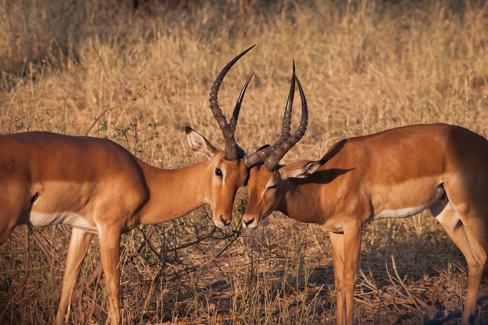 Antilope impala