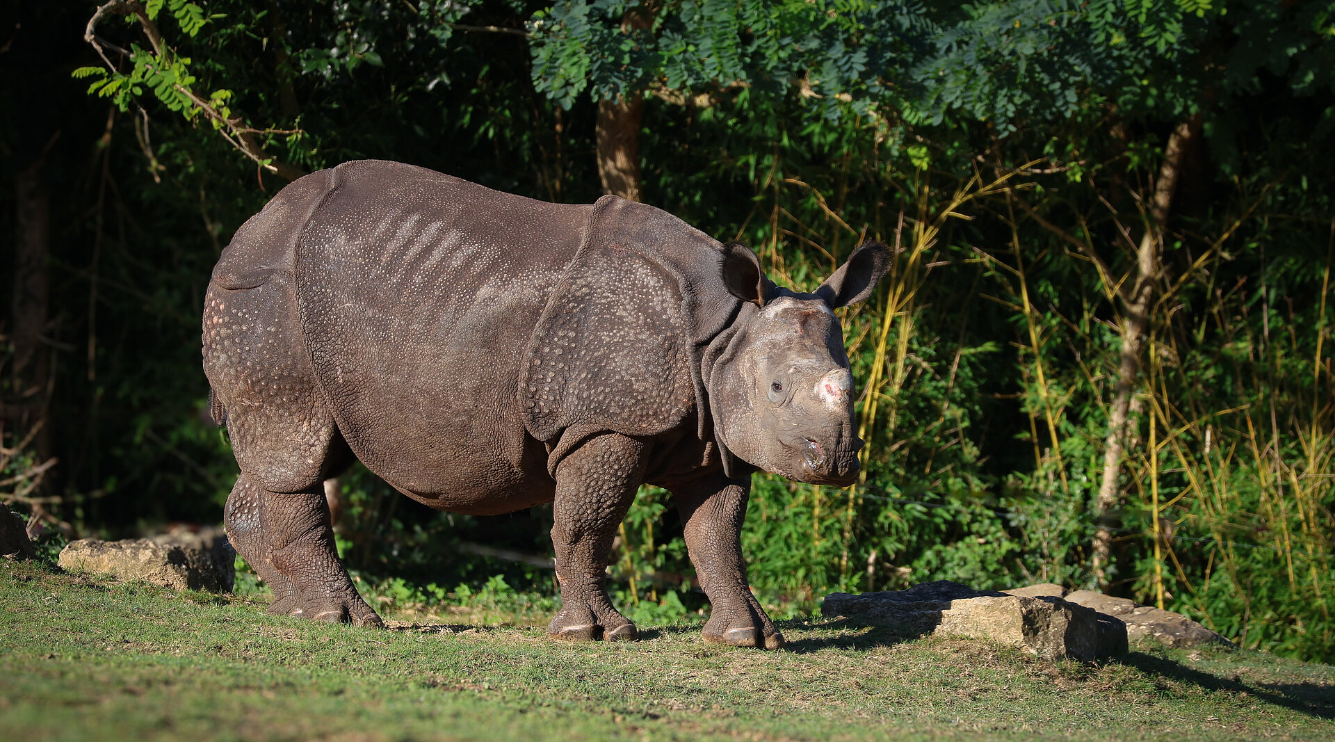 Rhinocéros indien