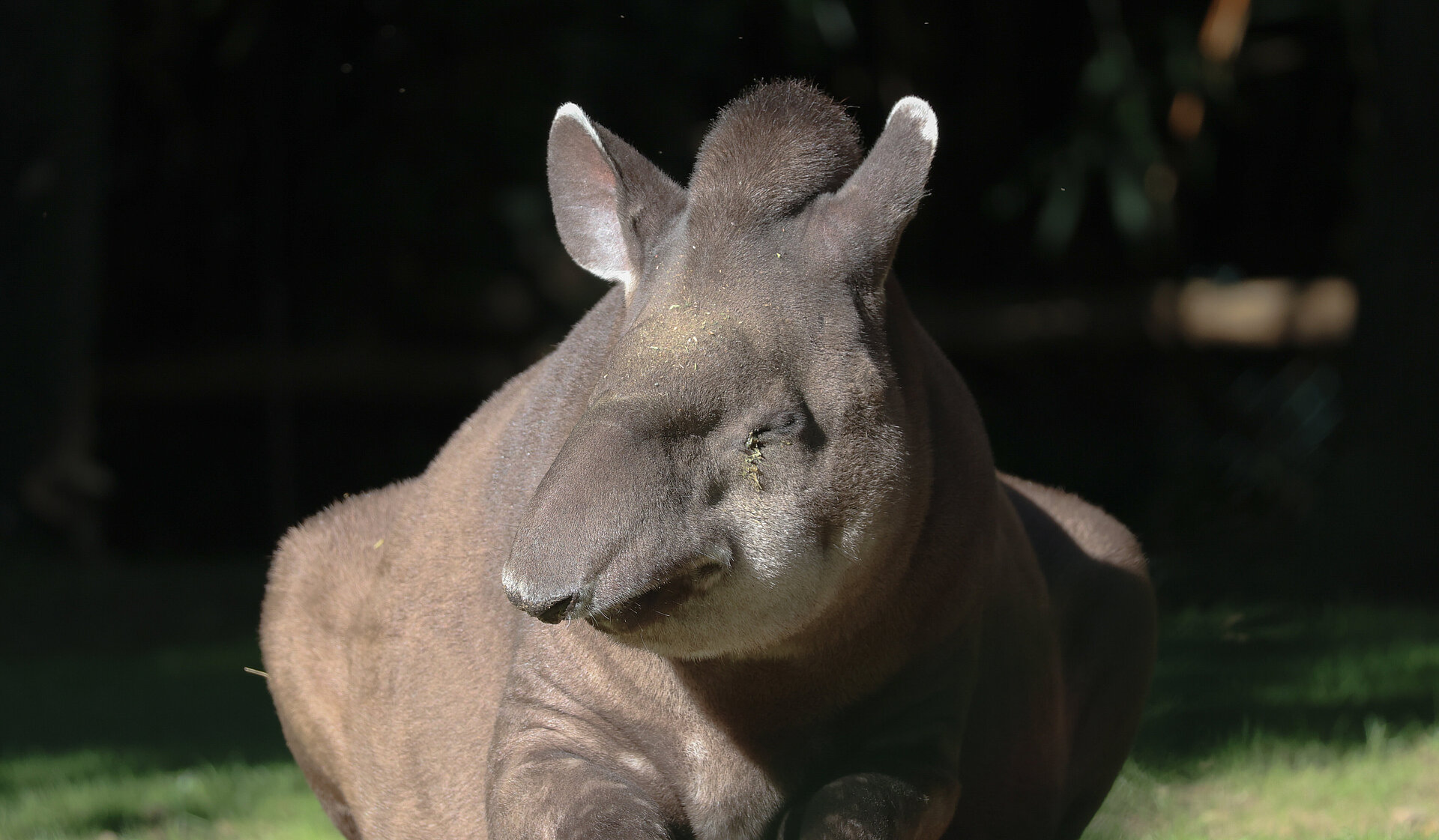 Tapir