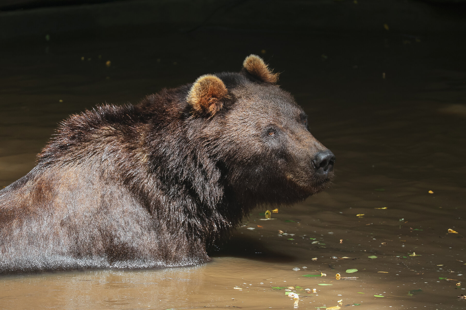 Grizzly du Kamchatka