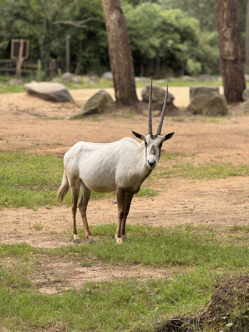 Oryx d’Arabie