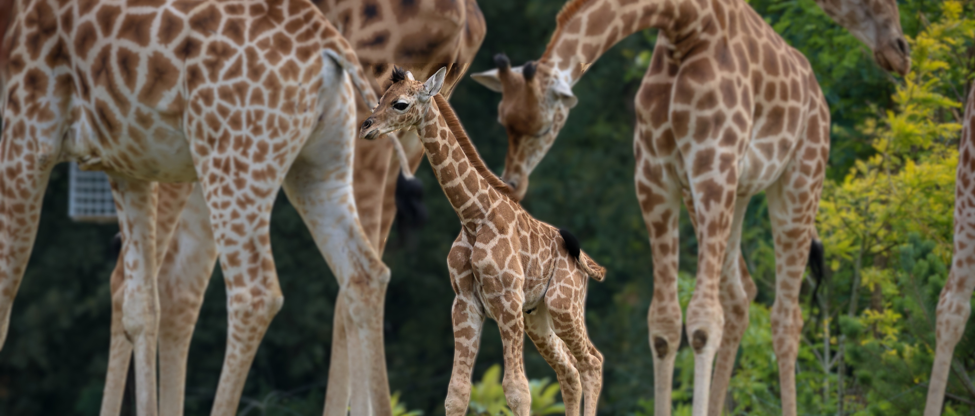 Zoo de La Flèche