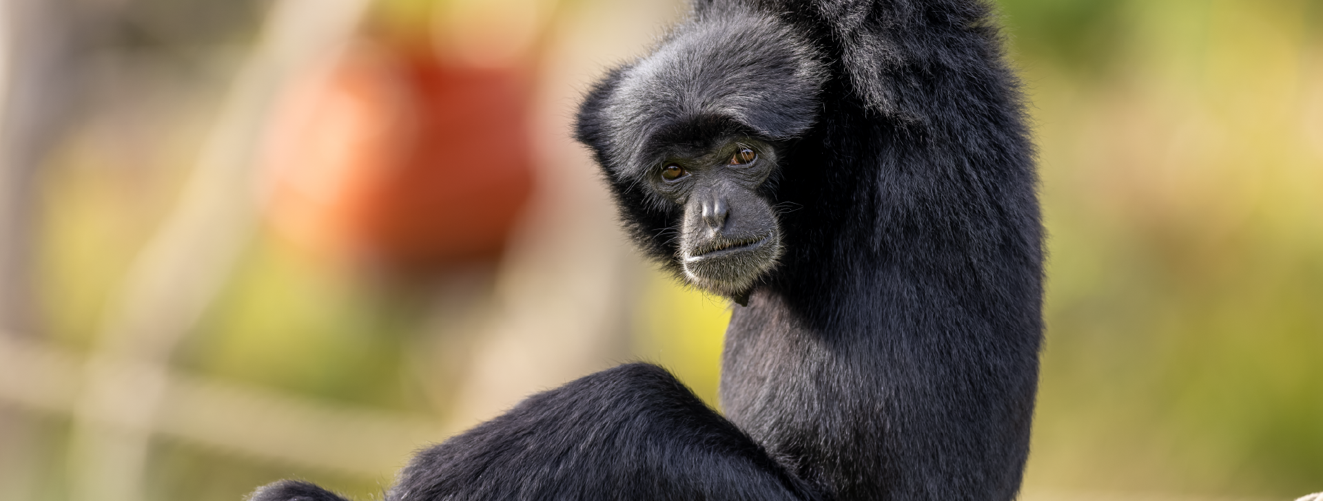 Un singe siamang avec des bras très longs accrochés à une branche