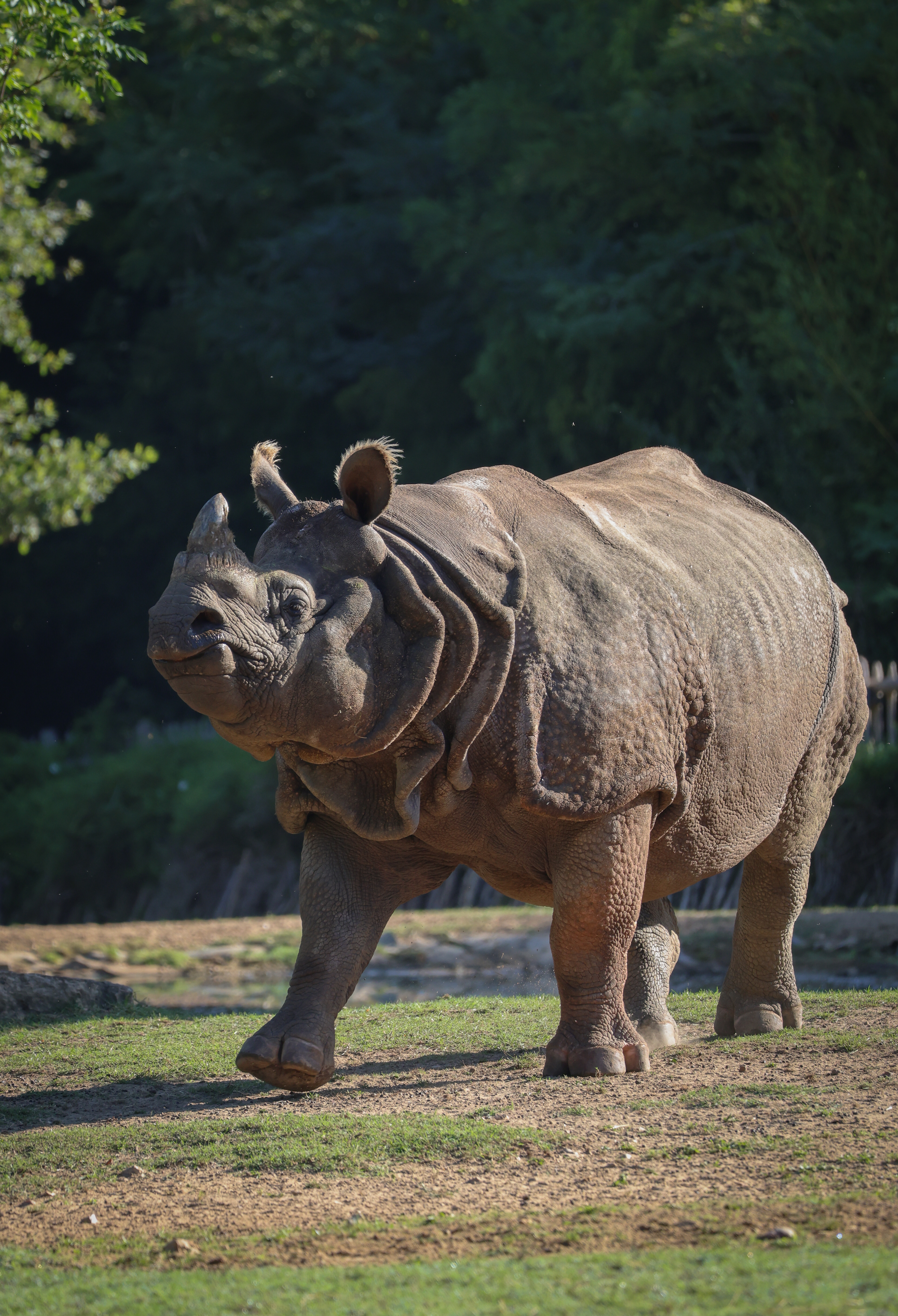 Rhinocéros indien